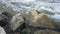 Wild water stream - flowing river forming white waves, large sharp rocks in foreground