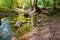 wild water stream in the forest