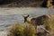 Wild waterbuck in the riverbank , Kruger National park, South Africa