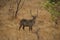 Wild Waterbucks in South Africa