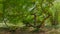 Wild waving oak branches in green