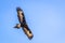Wild Wedge-tailed Eagle Soaring, Romsey, Victoria, Australia, March 2019