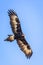 Wild Wedge-tailed Eagle Soaring, Romsey, Victoria, Australia, March 2019