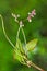 Wild weed Highlander vukovij lat. Fallopia convolvulus