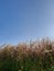 wild weeds blowing in the wind in the garden