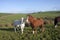 Wild Welsh Ponies