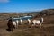 Wild welsh ponies