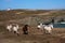 Wild welsh ponies