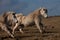 Wild Welsh Pony