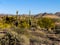 Wild west Cactus desert landscape Arizona