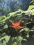 Wild Western Columbine