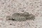 Wild Western Diamondback Rattlesnake Crotalus viridis Coiled on a Dirt Road in Strike Position