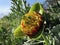 Wild Western Peony - Peonia brownii