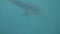 Wild whale shark eating plankton in blue sea underwater view. Feeding whale shark in open ocean water. Underwater