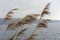 Wild wheat plant on river with blue water and fog sky, melancholic mood concept