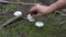 Wild white agaricus arvensis mushroom