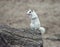 Wild white albino squirrel  on a tree