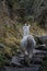 A wild white alpaca walks ahead on the famous Inca Trail.