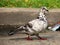 Wild white black spotted pigeon in the streets of Buenos Aires