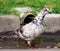 Wild white black spotted pigeon in the streets of Buenos Aires