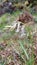 Wild White Bluebell Flower