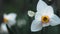 Wild white daffodils with a butterfly on a petal