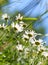 Wild white daisies grow on a summer meadow