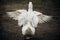 Wild white duck spreading wings in forest countryside, white duck bird flapping wings outdoors close-up, ugly duckling concept