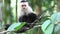 Wild White-faced Capuchin (Cebus capucinus) monkey peers abou