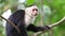 Wild White-faced Capuchin (Cebus capucinus) monkey preening