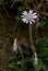 Wild white flower on dark blur background