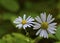 Wild white flower on dark blur background