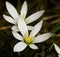 Wild white flower, the garden star of Betlehem