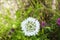 Wild White Flower and Green Grass. European Cover Crop during Summer Season