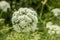 A wild white flower with small insect on points on it.