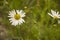 Wild white flowers chamomiles in the green grass