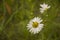 Wild white flowers chamomiles in the green grass