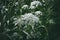 wild white flowers. close up shot. macro