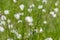 Wild white flowers on the meadow. EriÃ³phorum/ cotton grass