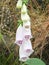 Wild white foxgloves with purple markings