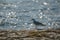 Wild white and grey colored black headed gull