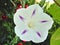 Wild white hedge bindweed flower with purple star shape inside