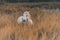 Wild white horse in autumnal grassland