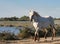 Wild white horse of the Camargue