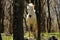 Wild white horse caught in Letea Forest, Romania. Horse among the trees, day photo.