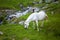 Wild white horse feeding on Fagaras mountain