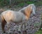 Wild white horse looks at camera while walking away