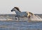 A wild white horse stands on a sand bank