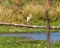 Wild white large ciconiiformes bird standing