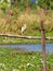Wild white large ciconiiformes bird standing
